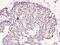 LIM Domain Kinase 1 antibody, PA5-36663, Invitrogen Antibodies, Immunohistochemistry frozen image 