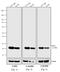 Mouse IgG (H+L) antibody, A24510, Invitrogen Antibodies, Western Blot image 
