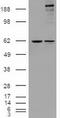 Notch Receptor 1 antibody, TA500248, Origene, Western Blot image 