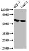Protein ALEX antibody, CSB-PA307619LA01HU, Cusabio, Western Blot image 