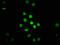 H12 antibody, LS-C670342, Lifespan Biosciences, Immunofluorescence image 