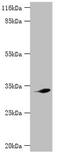 Cyclin Dependent Kinase 5 antibody, orb350357, Biorbyt, Western Blot image 