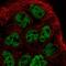 PRP1 antibody, HPA060103, Atlas Antibodies, Immunocytochemistry image 