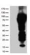 CD5 Molecule antibody, UM570009, Origene, Western Blot image 