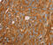 PAICS antibody, MBS2526434, MyBioSource, Immunohistochemistry frozen image 