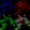Polyphosphoinositide phosphatase antibody, SMC-468D-FITC, StressMarq, Immunofluorescence image 