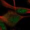 Dorsal Root Ganglia Homeobox antibody, NBP1-94059, Novus Biologicals, Immunofluorescence image 