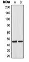 Mitogen-Activated Protein Kinase Kinase 1 antibody, orb214457, Biorbyt, Western Blot image 