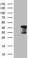 Troponin T2, Cardiac Type antibody, TA807957, Origene, Western Blot image 