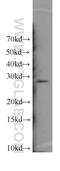 Enolase-Phosphatase 1 antibody, 11763-1-AP, Proteintech Group, Western Blot image 