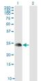 TSC22 Domain Family Member 3 antibody, H00001831-M01, Novus Biologicals, Western Blot image 