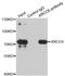 X-Ray Repair Cross Complementing 6 antibody, LS-C349064, Lifespan Biosciences, Immunoprecipitation image 