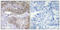 Janus Kinase 1 antibody, A00330S3, Boster Biological Technology, Immunohistochemistry frozen image 