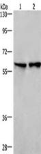 CD244 Molecule antibody, CSB-PA184322, Cusabio, Western Blot image 