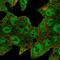 Elongin BC And Polycomb Repressive Complex 2 Associated Protein antibody, HPA056555, Atlas Antibodies, Immunofluorescence image 