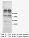 D(1A) dopamine receptor antibody, LS-C172030, Lifespan Biosciences, Western Blot image 