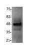 C-X-C Motif Chemokine Receptor 3 antibody, NB100-56404, Novus Biologicals, Western Blot image 
