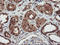 MEP antibody, LS-C786909, Lifespan Biosciences, Immunohistochemistry frozen image 