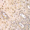 Proteasome Subunit Alpha 2 antibody, 15-049, ProSci, Immunohistochemistry frozen image 