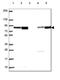 DM1 Locus, WD Repeat Containing antibody, HPA068172, Atlas Antibodies, Western Blot image 