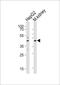 Deoxyribonuclease-1 antibody, PA5-49417, Invitrogen Antibodies, Western Blot image 