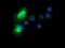 Syntrophin Alpha 1 antibody, GTX83607, GeneTex, Immunofluorescence image 