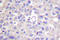 Janus Kinase 2 antibody, AP06189PU-N, Origene, Immunohistochemistry frozen image 