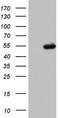Complement Factor H antibody, CF804532, Origene, Western Blot image 