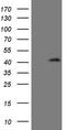 CCN2 antibody, TA806802S, Origene, Western Blot image 