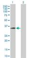 Fibronectin Type III Domain Containing 11 antibody, H00079025-B01P, Novus Biologicals, Western Blot image 