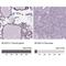BCAS2 Pre-MRNA Processing Factor antibody, NBP2-49532, Novus Biologicals, Immunohistochemistry paraffin image 