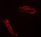 Rap Guanine Nucleotide Exchange Factor 3 antibody, 6631, ProSci, Immunofluorescence image 