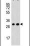 Cytochrome C1 antibody, PA5-25257, Invitrogen Antibodies, Western Blot image 