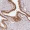 Coiled-coil domain-containing protein 65 antibody, HPA038520, Atlas Antibodies, Immunohistochemistry paraffin image 