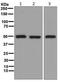 Glutathione Synthetase antibody, ab133592, Abcam, Western Blot image 