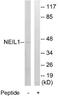 DNA-(apurinic or apyrimidinic site) lyase Neil1 antibody, GTX53473, GeneTex, Western Blot image 