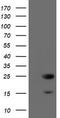 VHL Binding Protein 1 antibody, TA504893, Origene, Western Blot image 