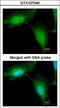 RING finger protein 114 antibody, LS-B10832, Lifespan Biosciences, Immunocytochemistry image 