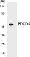 Programmed Cell Death 4 antibody, EKC1445, Boster Biological Technology, Western Blot image 