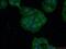Drebrin 1 antibody, 25770-1-AP, Proteintech Group, Immunofluorescence image 
