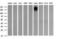 CD45 antibody, TA506104BM, Origene, Western Blot image 