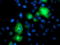 Ubiquitin-like-conjugating enzyme ATG3 antibody, TA503384, Origene, Immunofluorescence image 