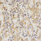CD151 Molecule (Raph Blood Group) antibody, LS-C331770, Lifespan Biosciences, Immunohistochemistry frozen image 