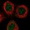 Apolipoprotein L6 antibody, NBP1-89032, Novus Biologicals, Immunofluorescence image 