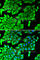 Mitogen-Activated Protein Kinase 8 antibody, A0288, ABclonal Technology, Immunofluorescence image 