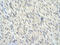 KLF10 antibody, ARP38663_T100, Aviva Systems Biology, Immunohistochemistry frozen image 