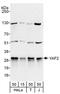 YY1 Associated Factor 2 antibody, NBP2-04127, Novus Biologicals, Western Blot image 