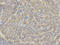 Glutamate-Ammonia Ligase antibody, A03191-1, Boster Biological Technology, Immunohistochemistry frozen image 