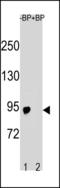 GST antibody, LS-B11324, Lifespan Biosciences, Western Blot image 