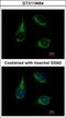 Mitochondrial enolase superfamily member 1 antibody, GTX119464, GeneTex, Immunofluorescence image 